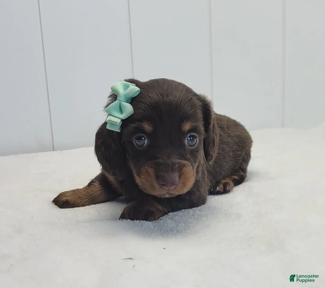 Dachshund dogs for sale: Oakley - Ad 2