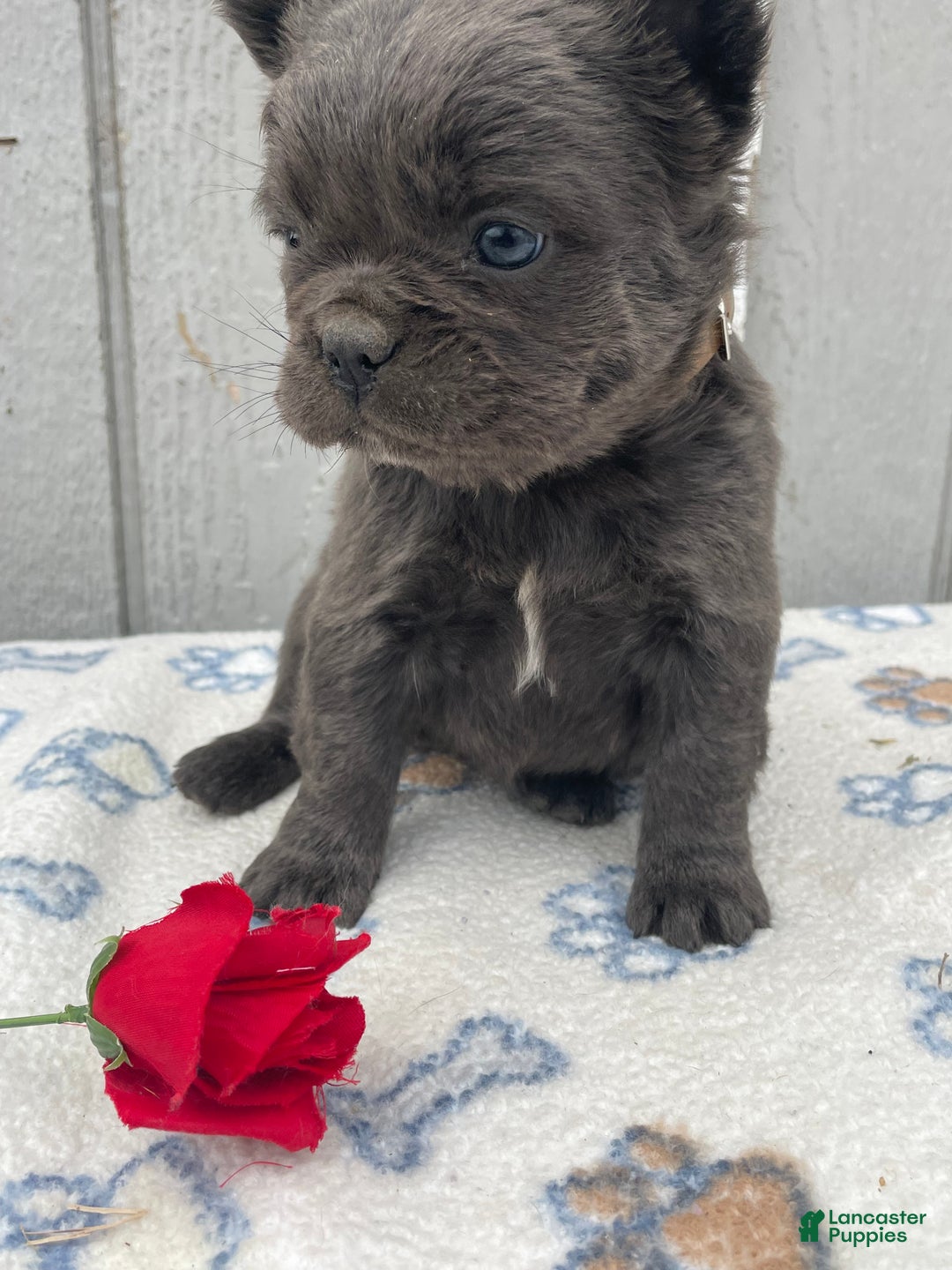 French Bulldog dogs for sale: Olive - Ad 4