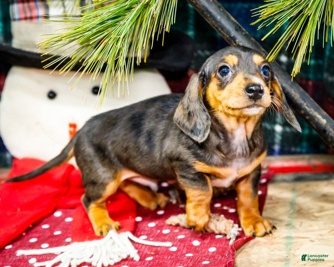 Miniature Dachshund dogs for sale: Stevie - Ad 9