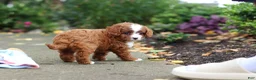 Cavapoo dogs for sale: Ellie - Ad 13