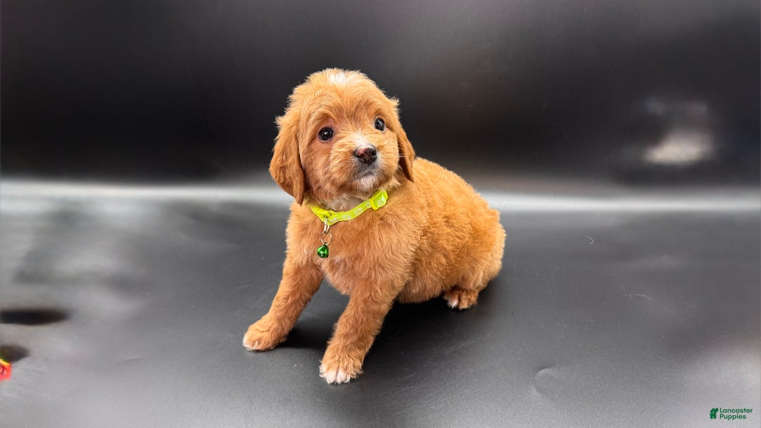 Mini Goldendoodle dogs for sale: Toby F One - Ad 3