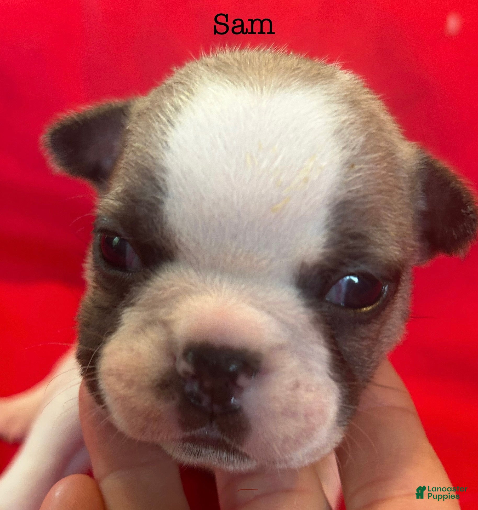 French Bulldog dogs Sam - Ad 9