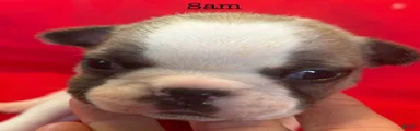 Sam