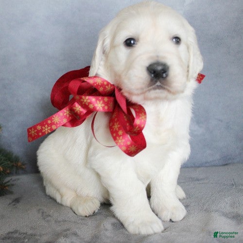Golden Retriever dogs Aston - Ad 23