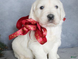 Golden Retriever dogs Aston - Ad 23