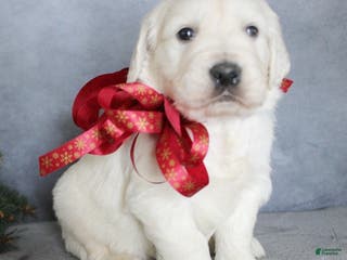 Golden Retriever dogs Aston - Ad 40