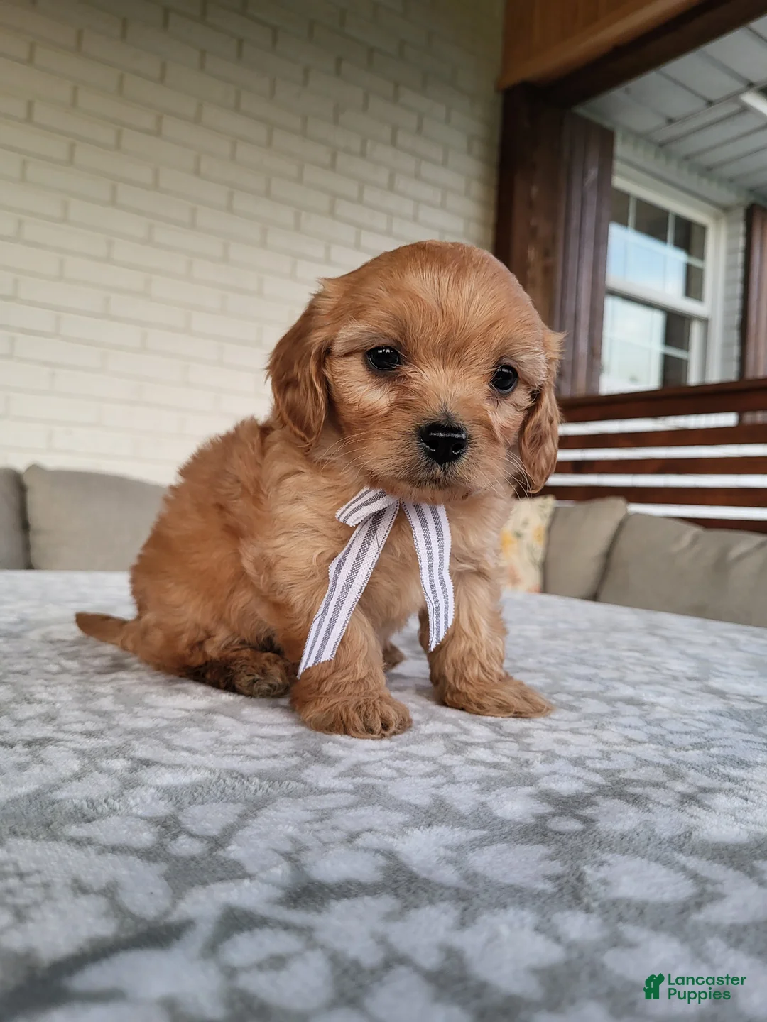 Cavapoo dogs for sale: Kruz - Ad 4