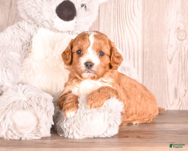 Cavapoo dogs Tony - Ad 2