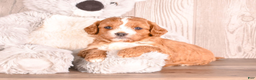 Cavapoo dogs for sale: Tony - Ad 1