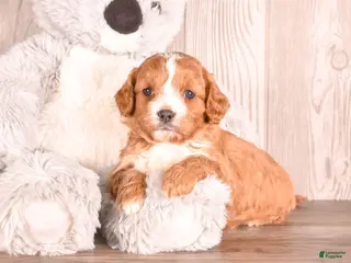 Cavapoo dogs Tony - Ad 2