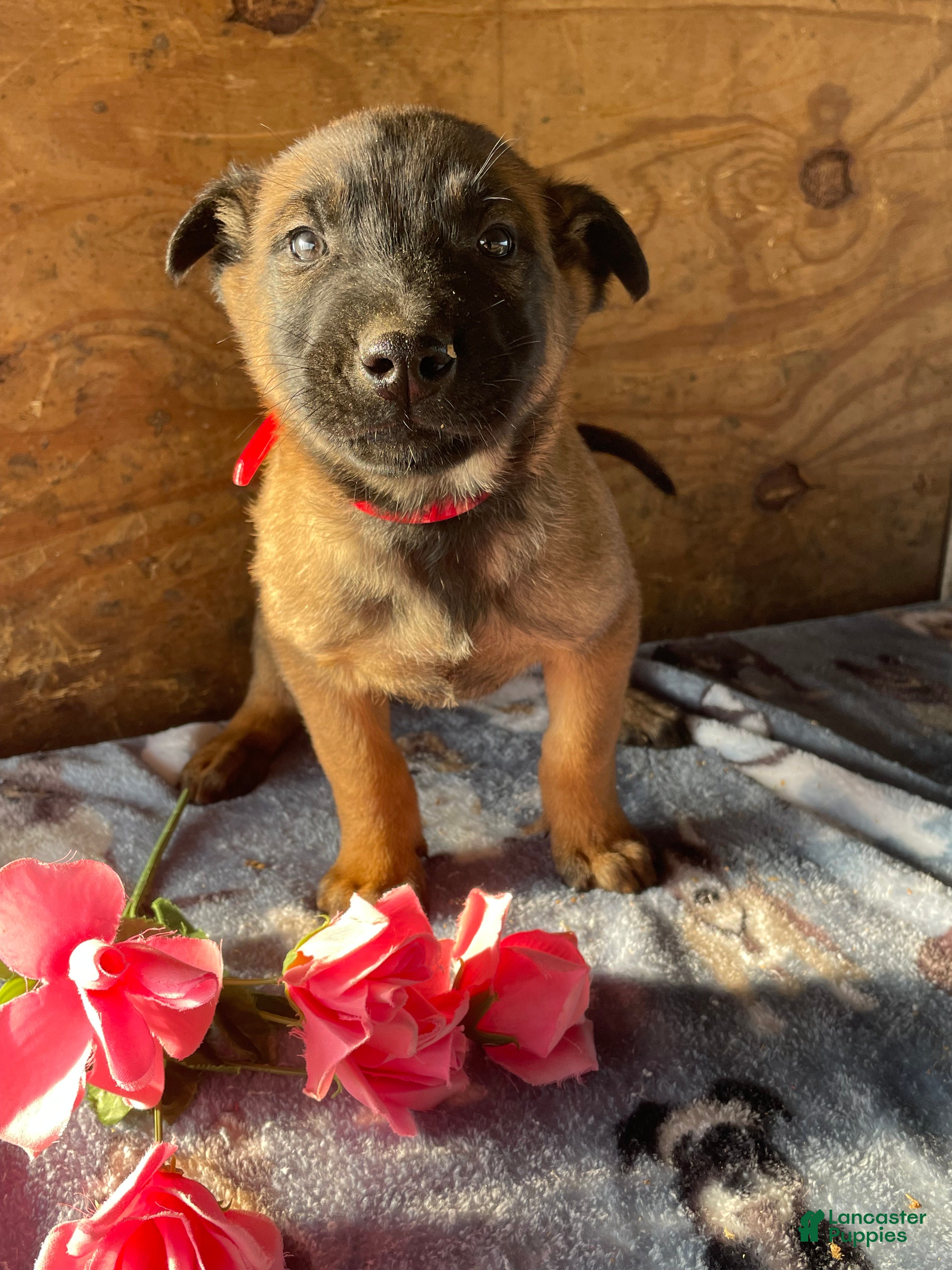 Belgian Malinois dogs Ryder - Ad 39