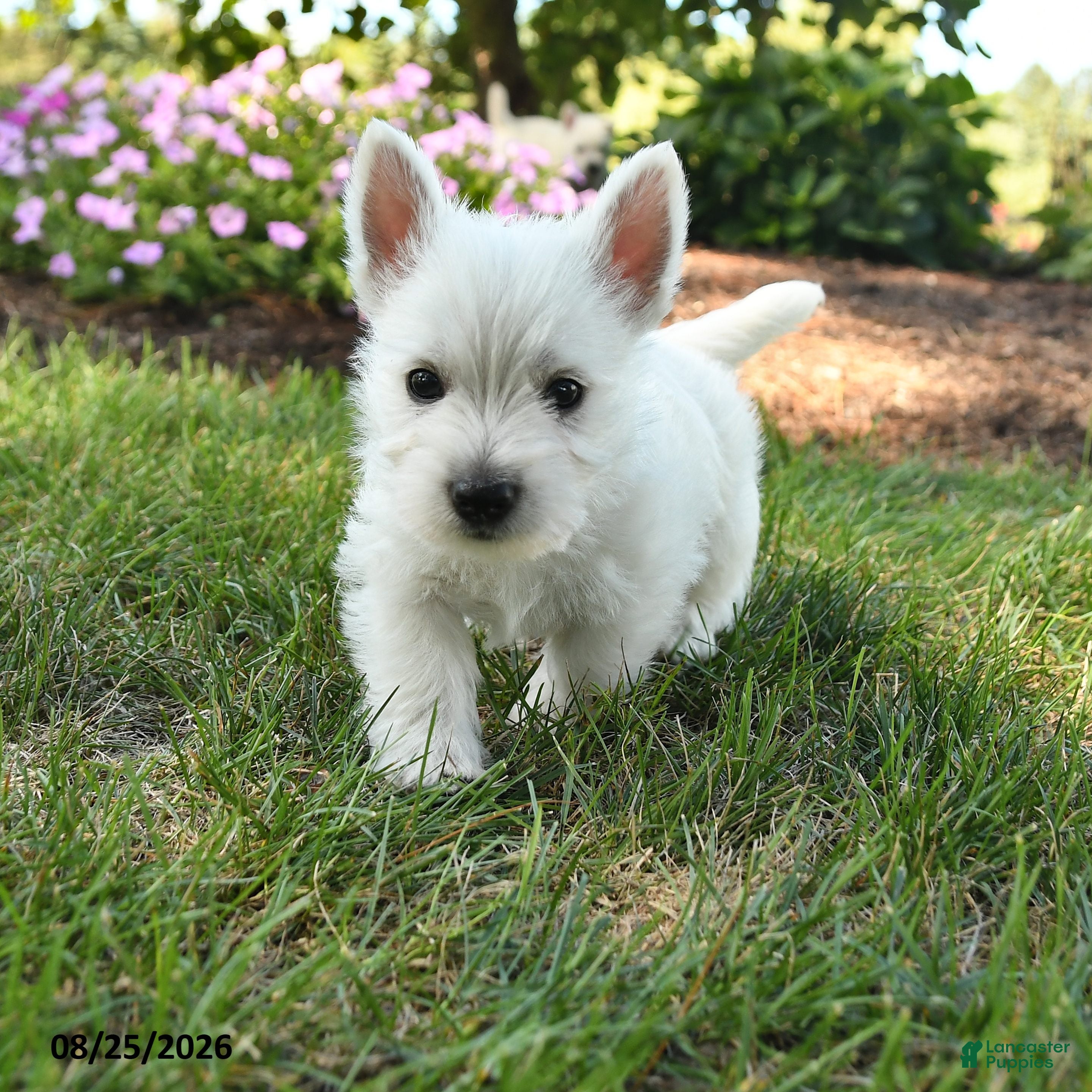 West Highland Terrier dogs Jaxon - Ad 1