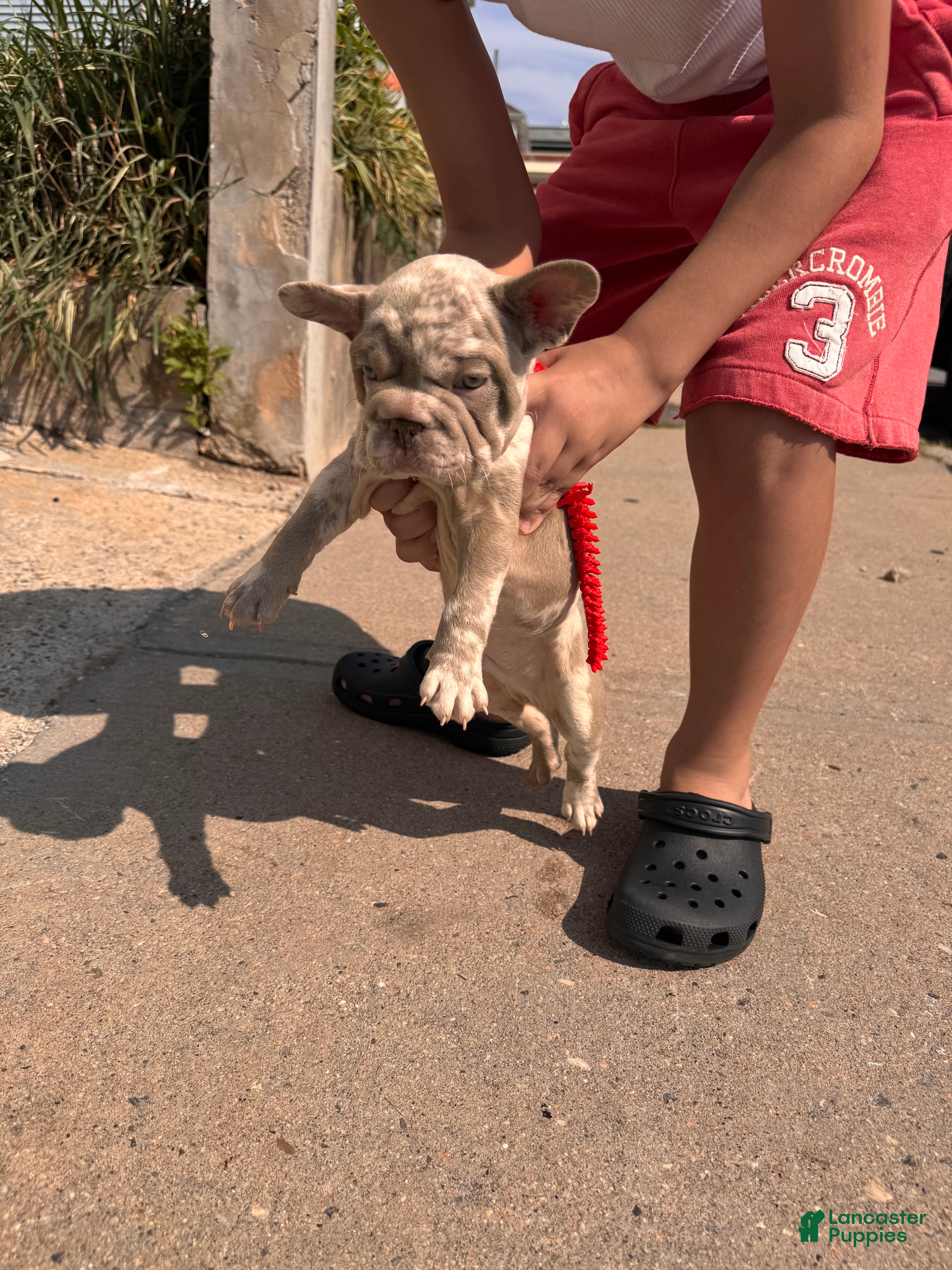 French Bulldog dogs for sale: Chapo - Ad 9