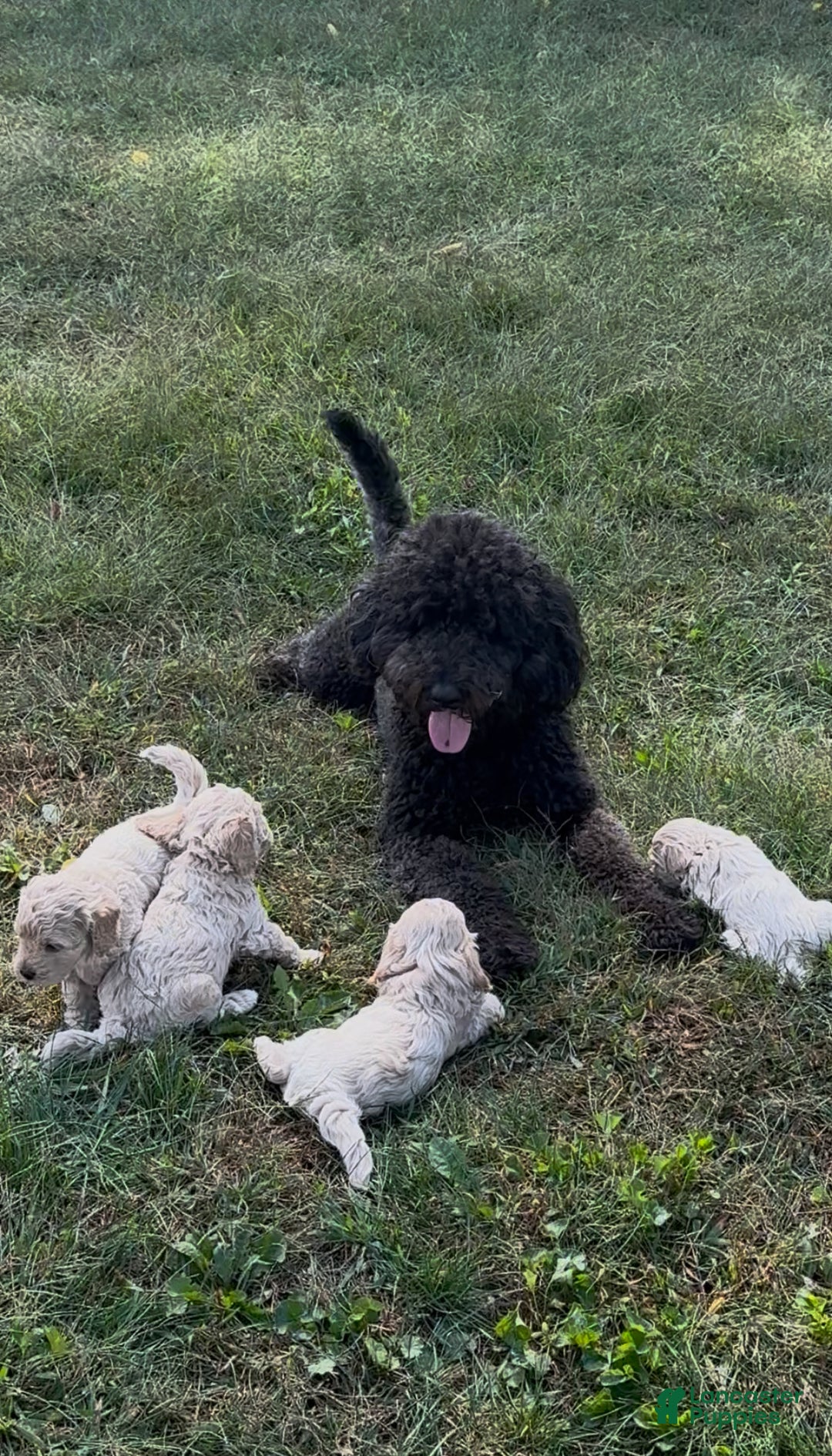Goldendoodle dogs for stud: Monty - Ad 3