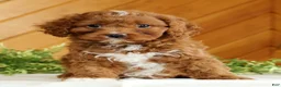 Cavapoo dogs for sale: Maverick - Ad 4