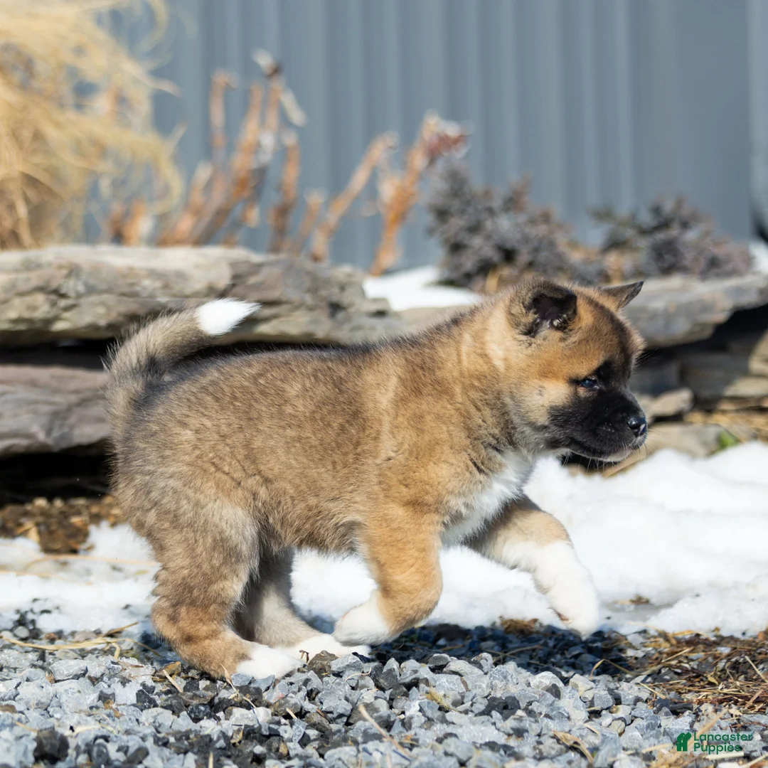 Akita dogs for sale: Felix Akita Puppy  - Ad 1