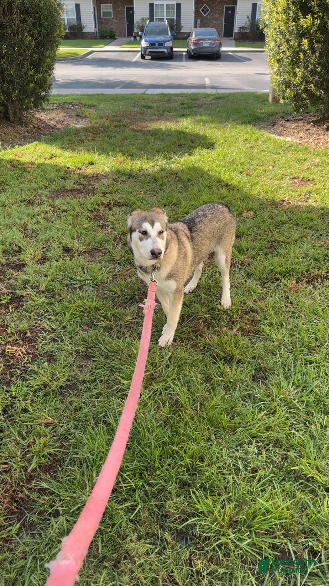 Mixed Breed dogs for sale: Mixed Breed Puppy 1 - Ad 3