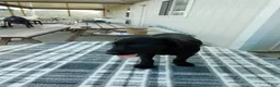 Labrador Retriever dogs for sale: Rory - Ad 1
