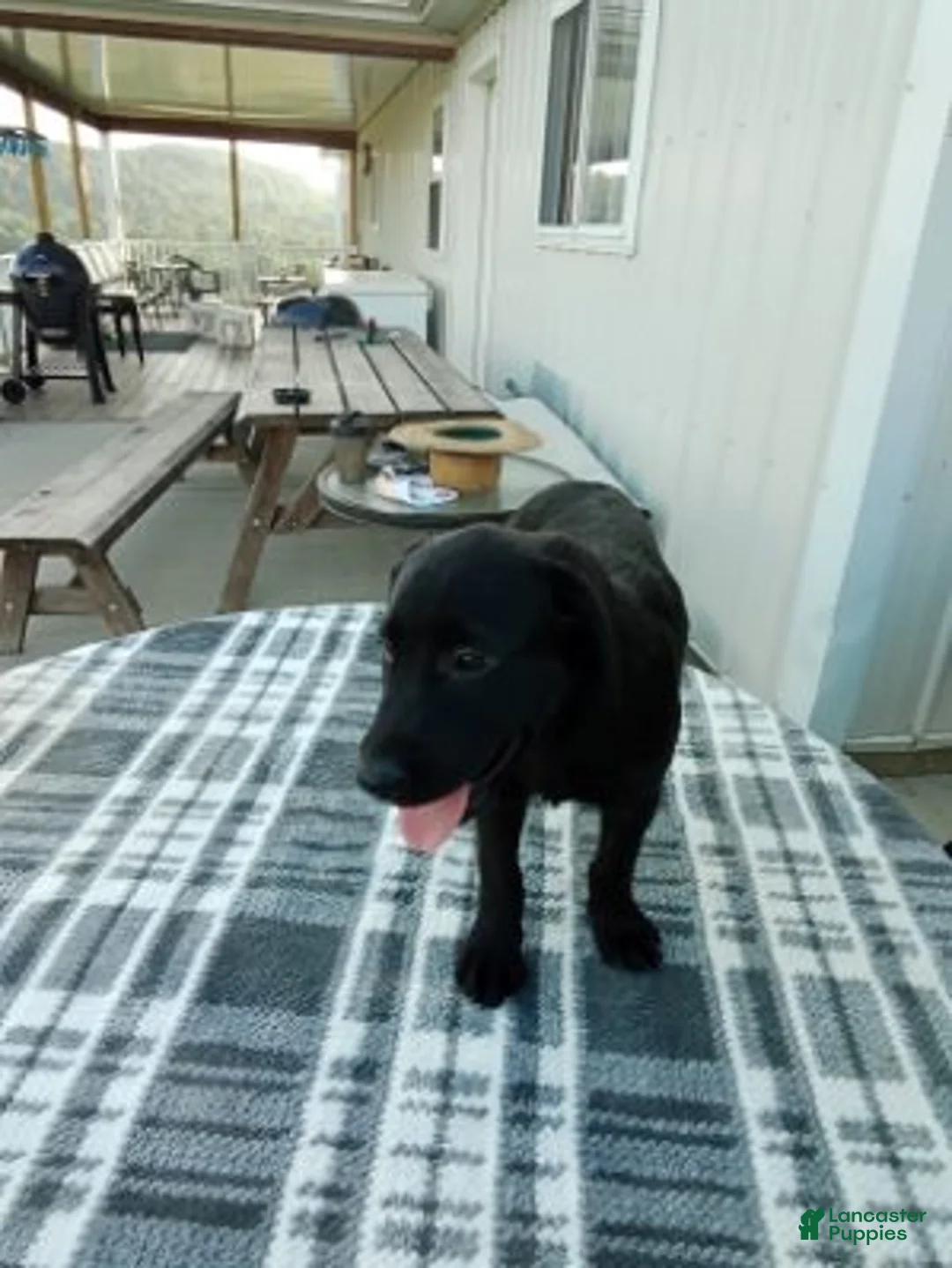 Labrador Retriever dogs for sale: Rory - Ad 1