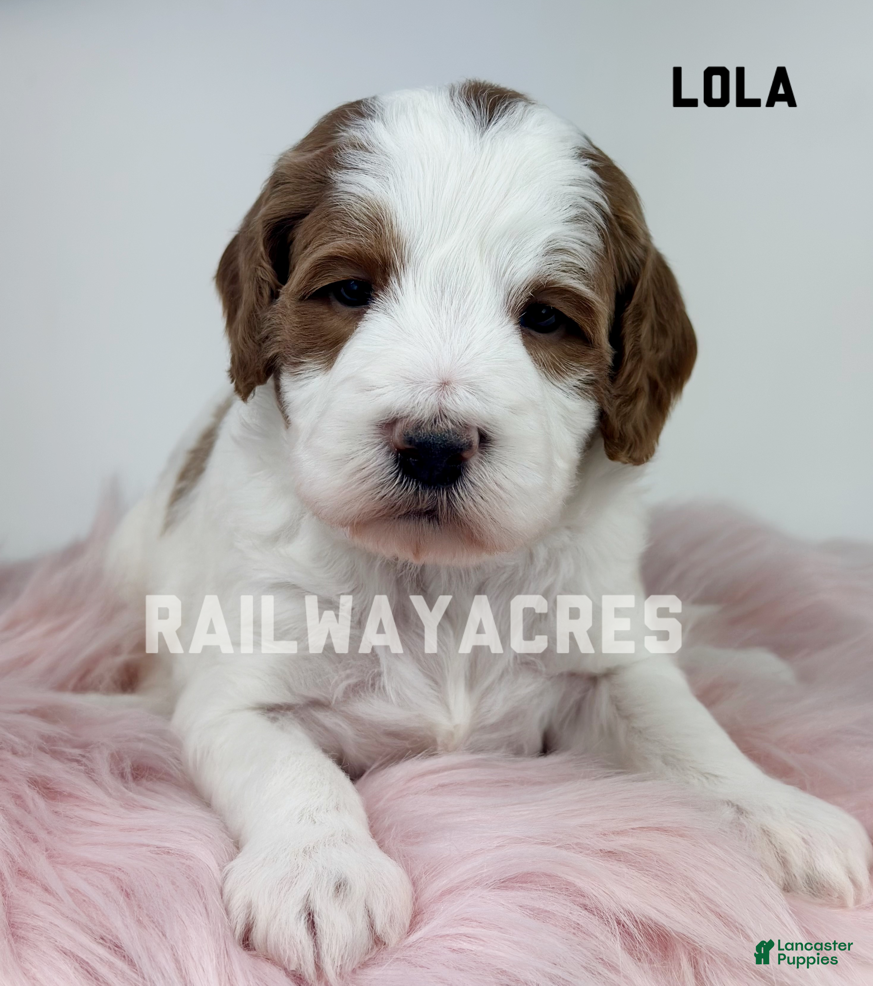 Mini Goldendoodle dogs Lola - Ad 23