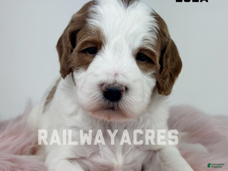 Mini Goldendoodle dogs Lola - Ad 23