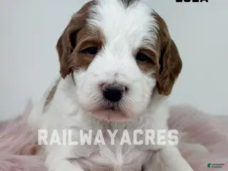 Mini Goldendoodle dogs Lola - Ad 23