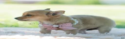 Chihuahua dogs for sale: Pumpkin - Ad 5