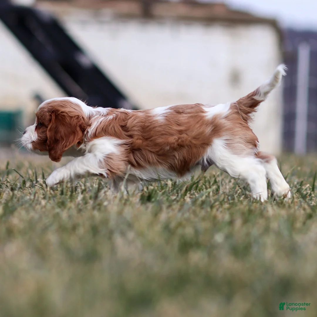 Cavalier King Charles Spaniel dogs for sale: Liam - Ad 3
