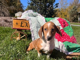 Dachshund dogs - Ad 34