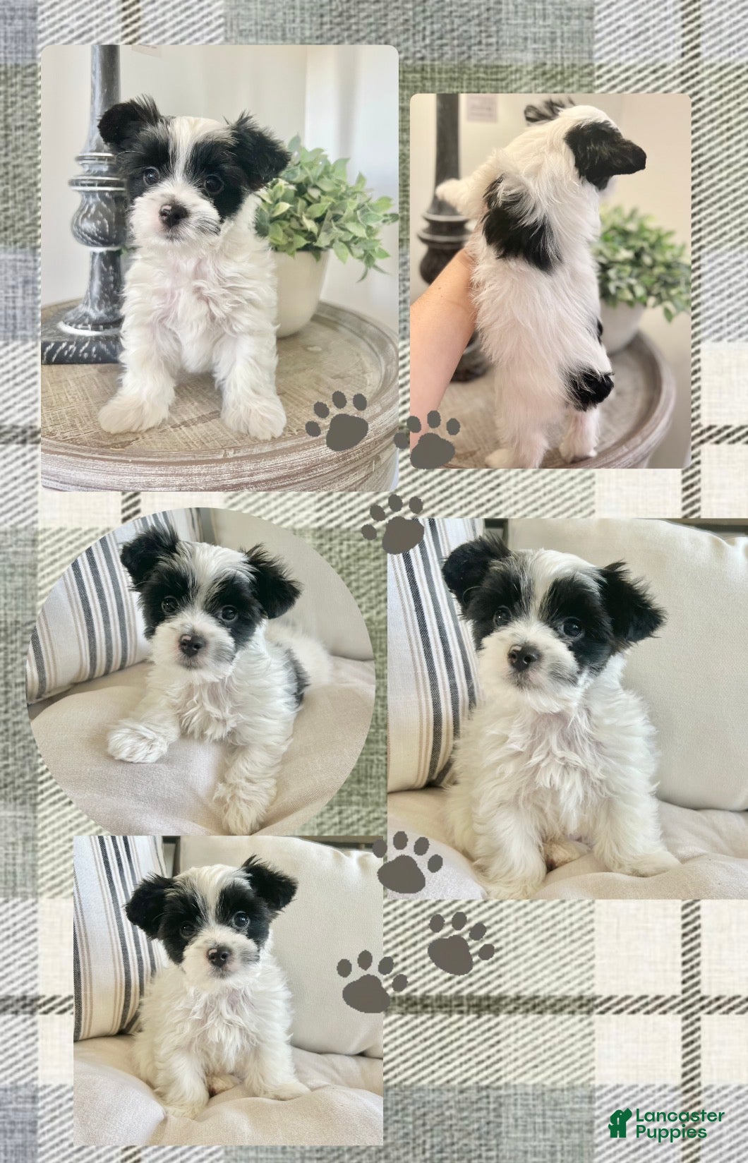 Yorkshire Terrier dogs Toby-Parti Yorkshire Terrier  - Ad 1