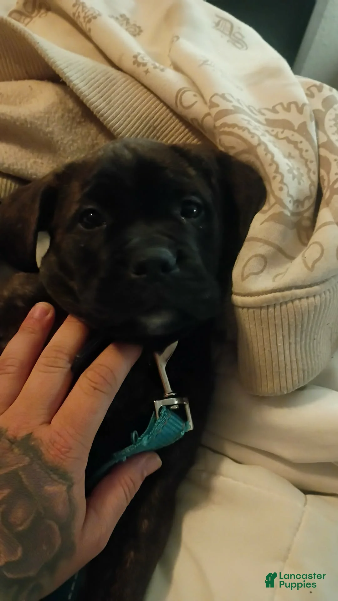 Mixed Breed dogs for sale: Mixed Breed Puppy 1 - Ad 3