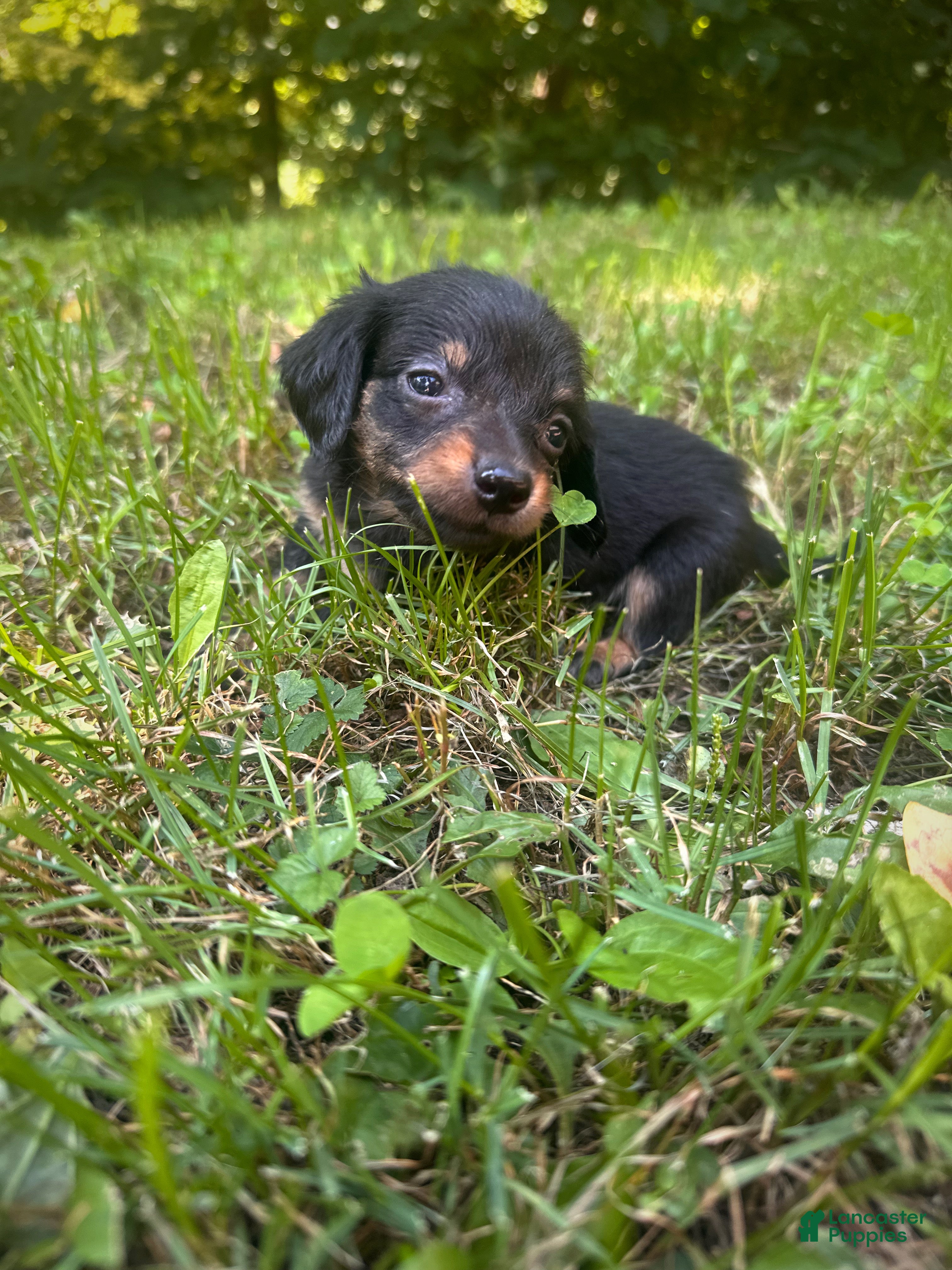 Dachshund dogs Female Three - Ad 2