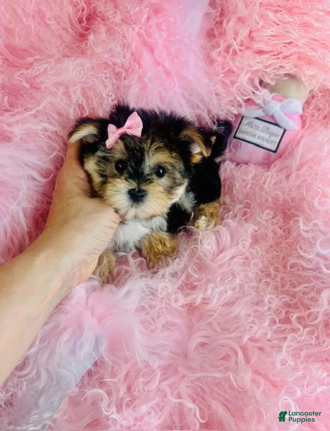 Morkie dogs for sale: Morkie 1 - Ad 7