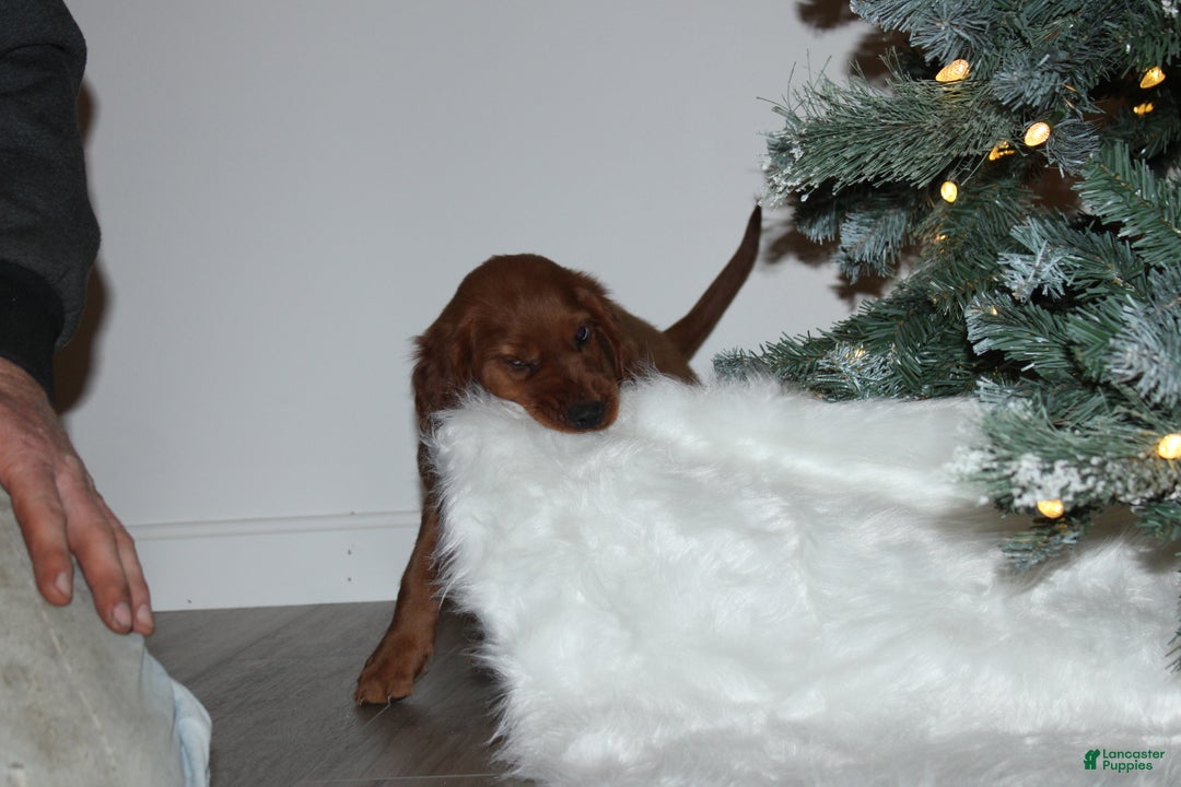 Mixed Breed dogs for sale: gabe - Ad 4