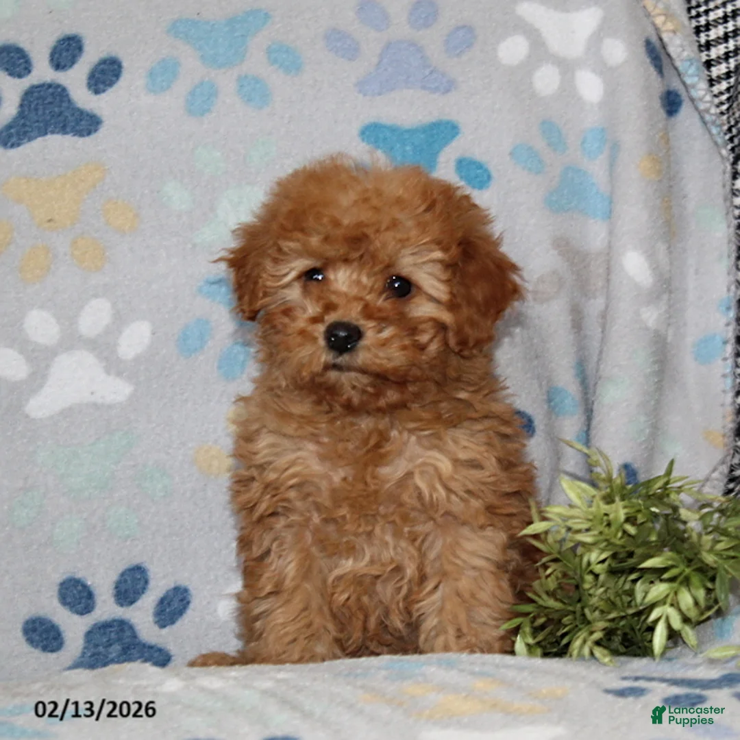 Miniature Poodle dogs for sale: Irene - Ad 4