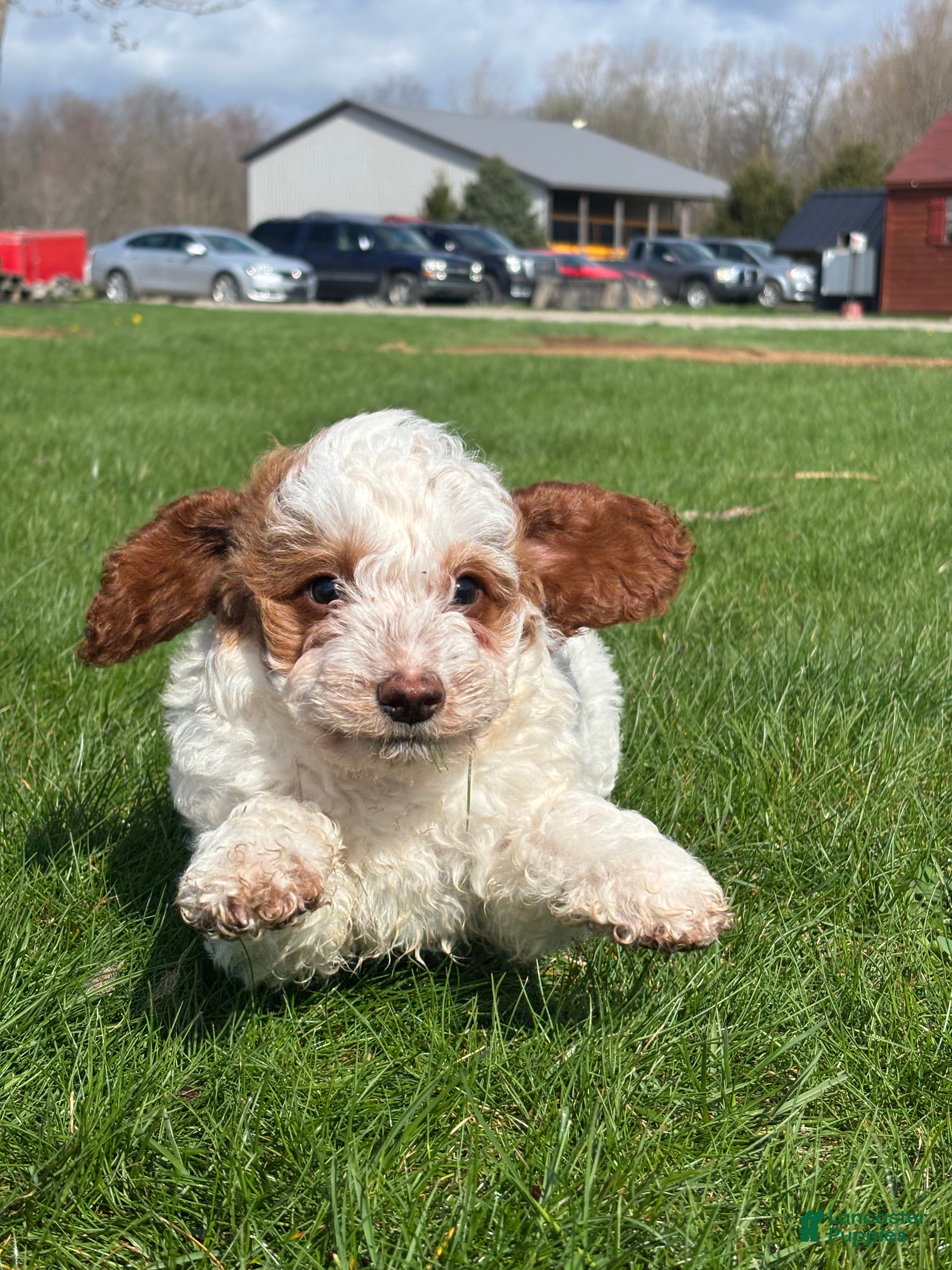 Mini Goldendoodle dogs Danika  - Ad 2