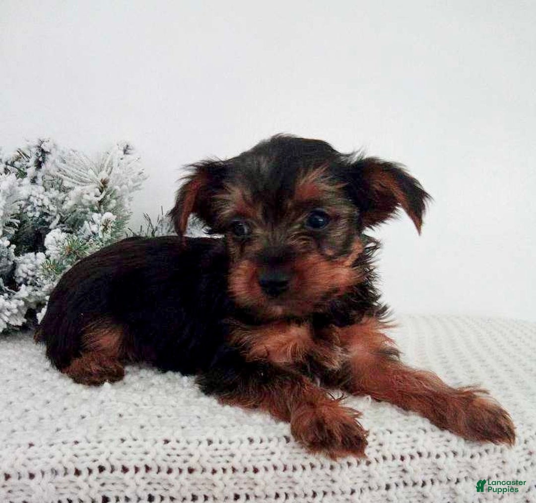Yorkshire Terrier dogs for sale: Jessie - Ad 3