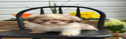 Shih Tzu dogs for sale: Jasper - Ad 11