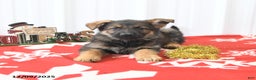 German Shepherd dogs for sale: Lando - Ad 3