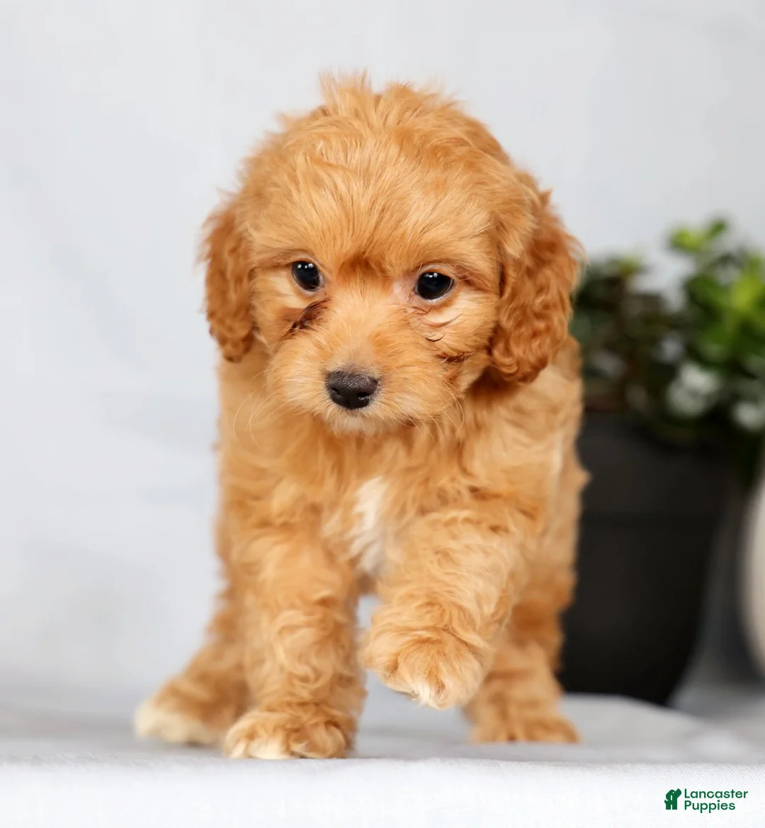 Cavapoo dogs for sale: Parker - Ad 4