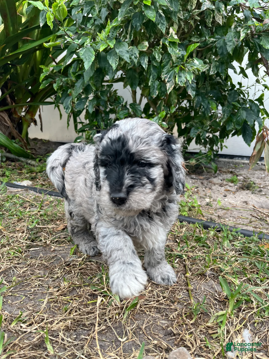 Goldendoodle dogs for sale: Phil  - Ad 3