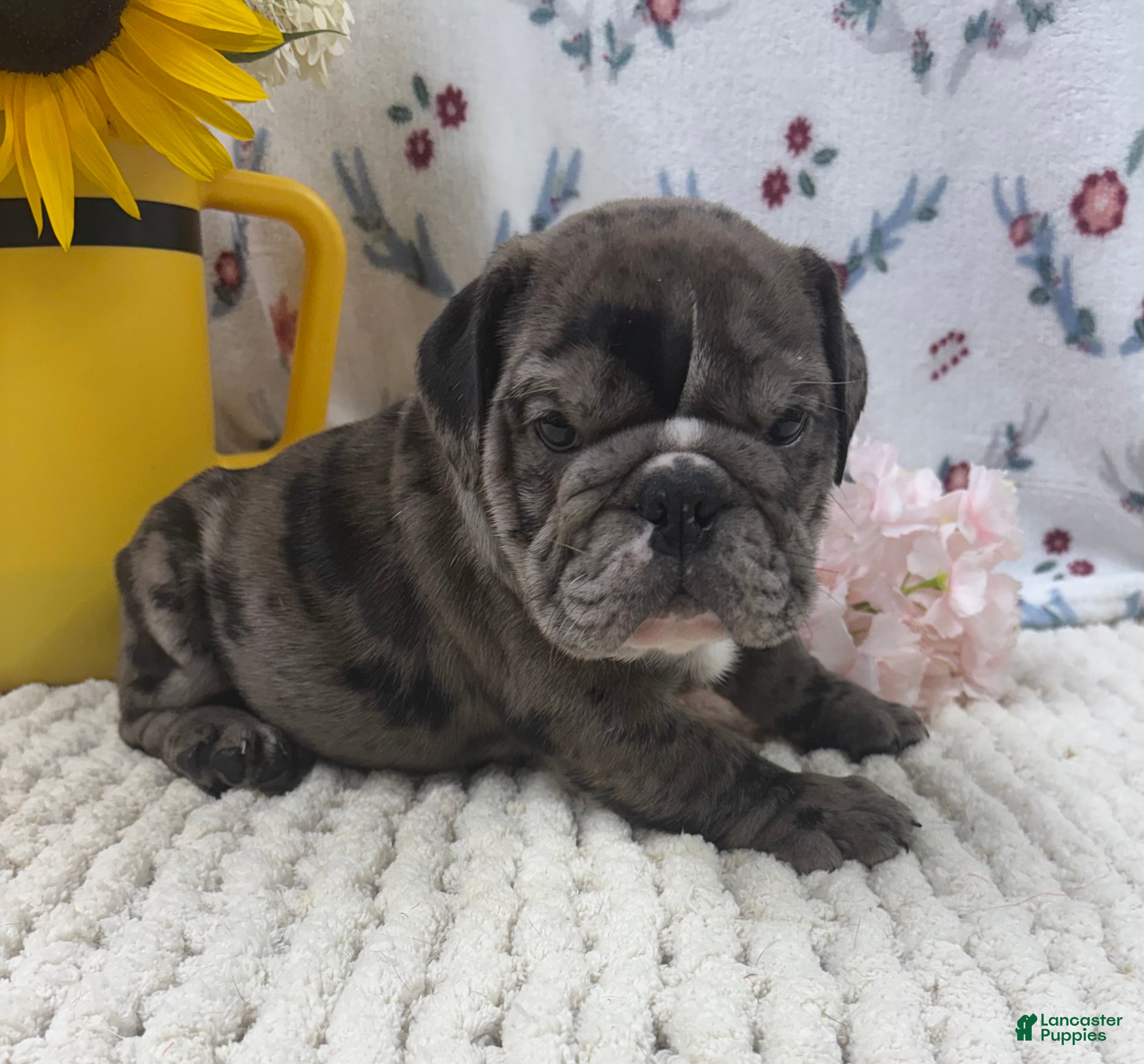 English Bulldog dogs Russell - Ad 2