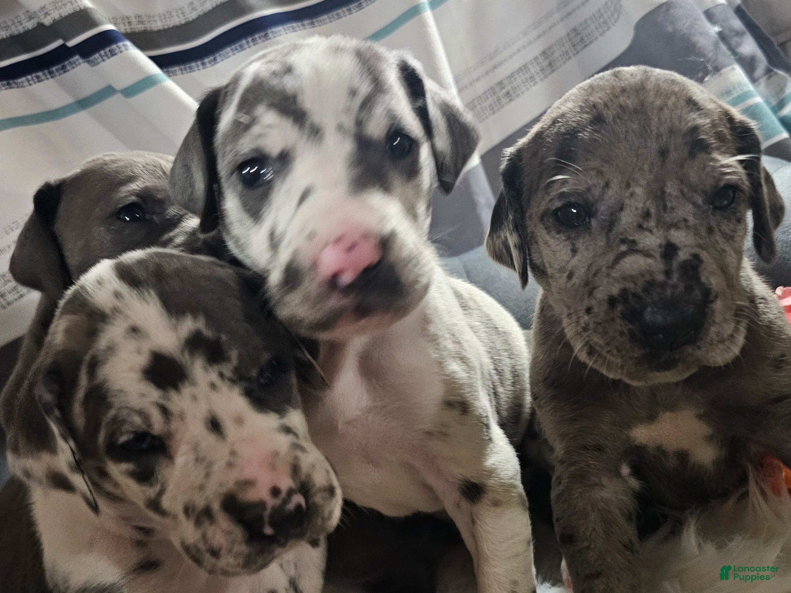 Great Dane dogs Blue Harlequin - Ad 2