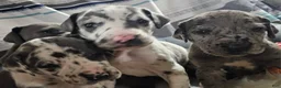 Great Dane dogs for sale: Blue Harlequin - Ad 2