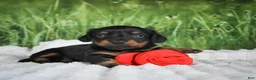 Miniature Dachshund dogs for sale: AKC Sierra - Ad 10