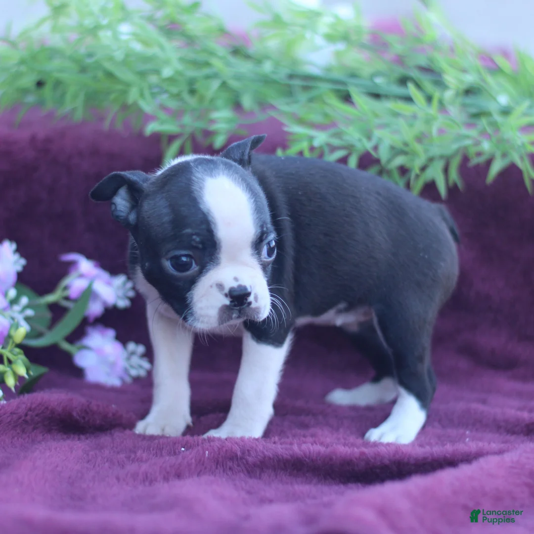 Boston Terrier dogs for sale: Molly  - Ad 2