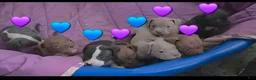 American Bully dogs for sale: American Bully 4 - Ad 1