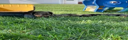 Miniature Dachshund dogs for sale: Davy - Ad 7