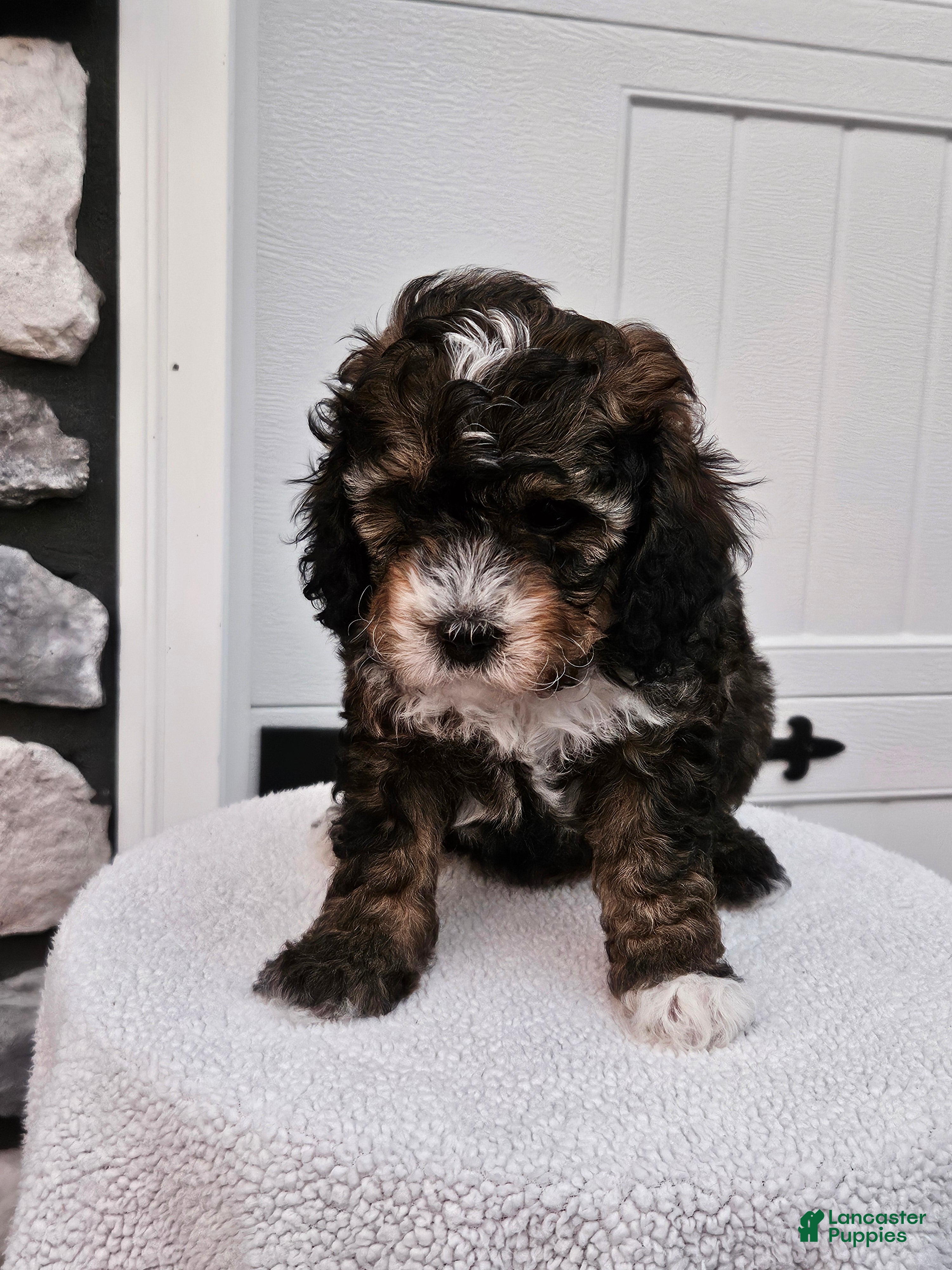 Mini Bernedoodle dogs Callie - Ad 1