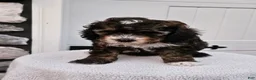 Mini Bernedoodle dogs for sale: Callie - Ad 1